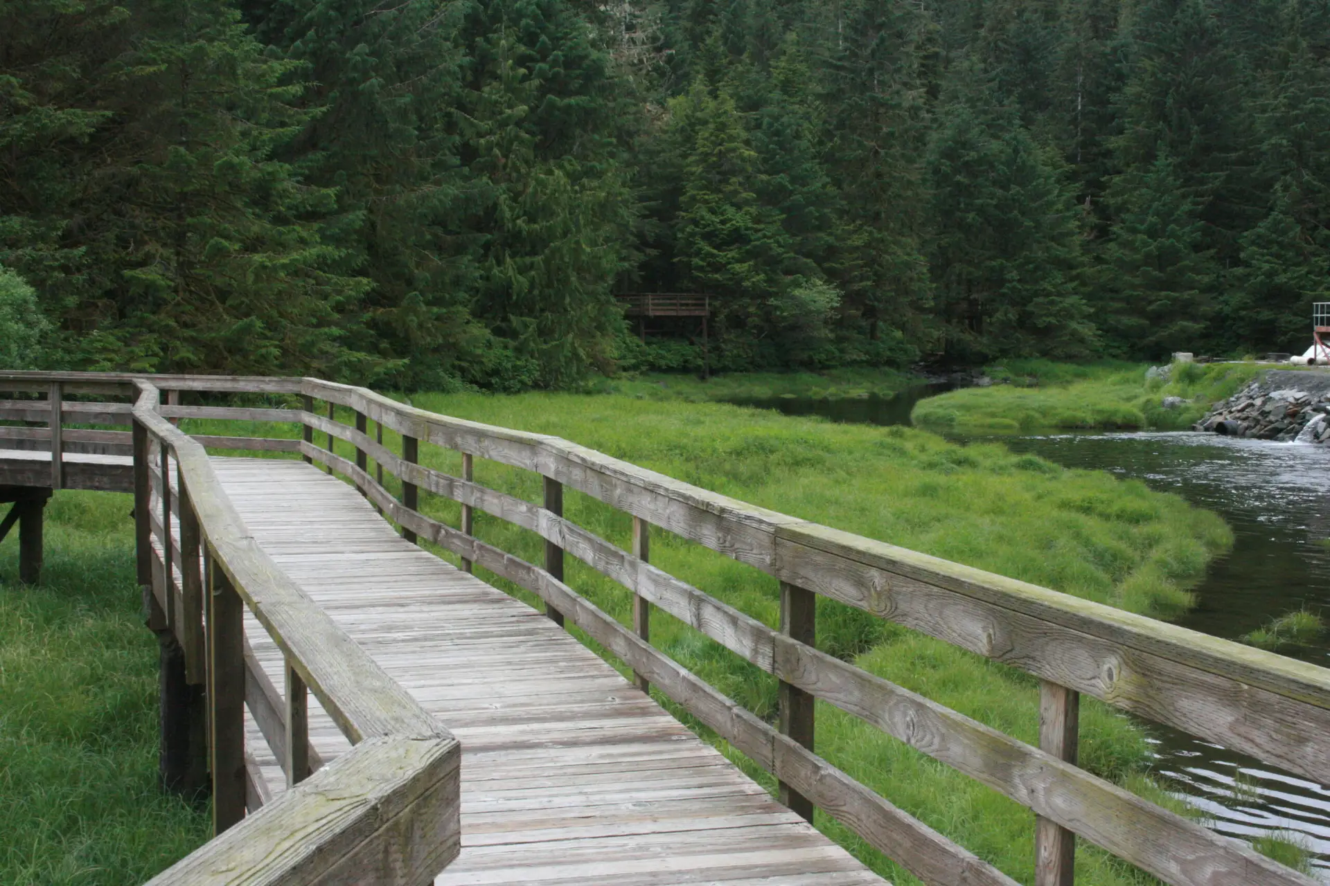 Wooden boardwalk winds through a grassy wetland toward a dense evergreen forest.